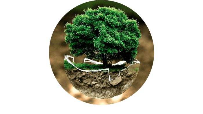 Image montrant un arbre dans une spère représentant l'écologie